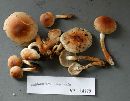 Hypholoma capnoides image