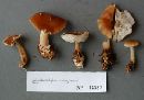 Rhodocollybia butyracea image