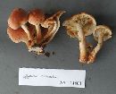 Hypholoma capnoides image