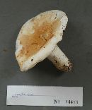 Lactarius deceptivus image