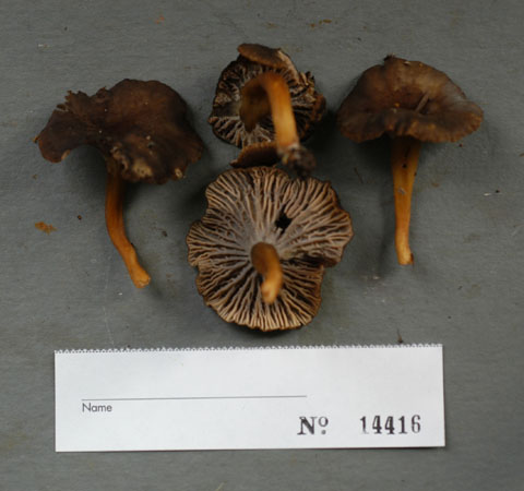 Craterellus infundibuliformis image