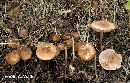 Marasmius cohaerens image