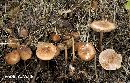 Marasmius cohaerens image