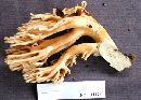 Ramaria obtusissima image