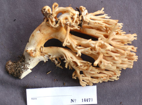 Ramaria obtusissima image