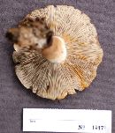 Tricholoma saponaceum image