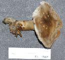 Tricholoma saponaceum image