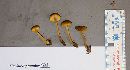 Callistosporium luteo-olivaceum image