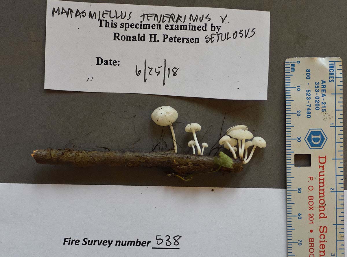 Marasmiellus tenerrimus image