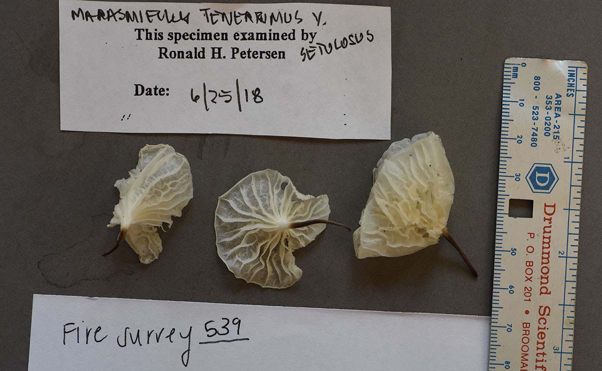 Marasmiellus tenerrimus image