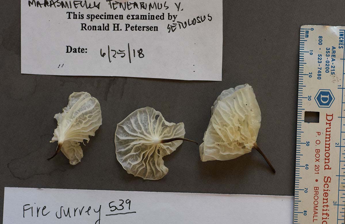 Marasmiellus tenerrimus var. setulosus image