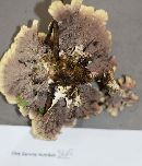 Thelephora terrestris image
