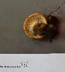 Tapinella atrotomentosa image
