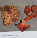 Hygrocybe appalachianensis image