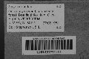 Arcyria denudata image