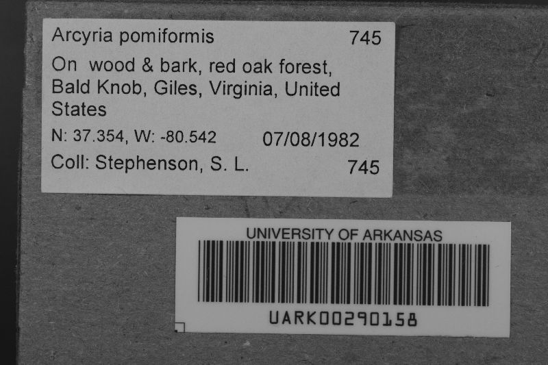 Arcyria pomiformis image