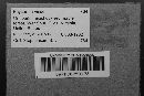 Physarum viride var. viride image