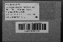 Arcyria denudata image