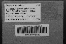 Arcyria denudata image