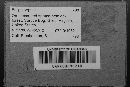 Fuligo septica image