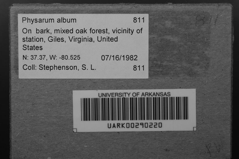 Physarum album image
