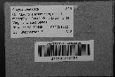 Arcyria denudata image