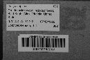 Fuligo septica image
