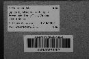 Arcyria denudata image