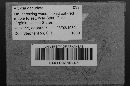 Arcyria denudata image