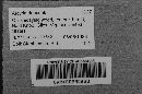 Arcyria denudata image