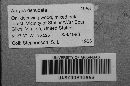 Arcyria denudata image