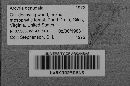Arcyria denudata image