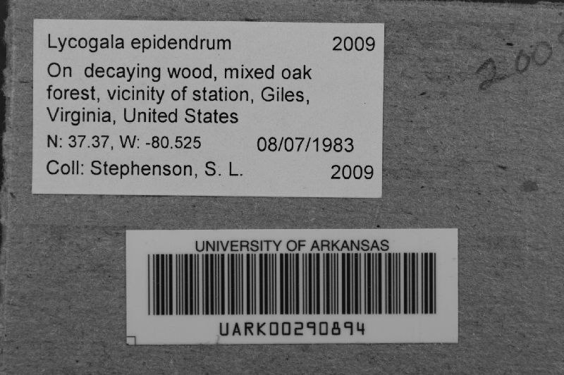 Lycogala image