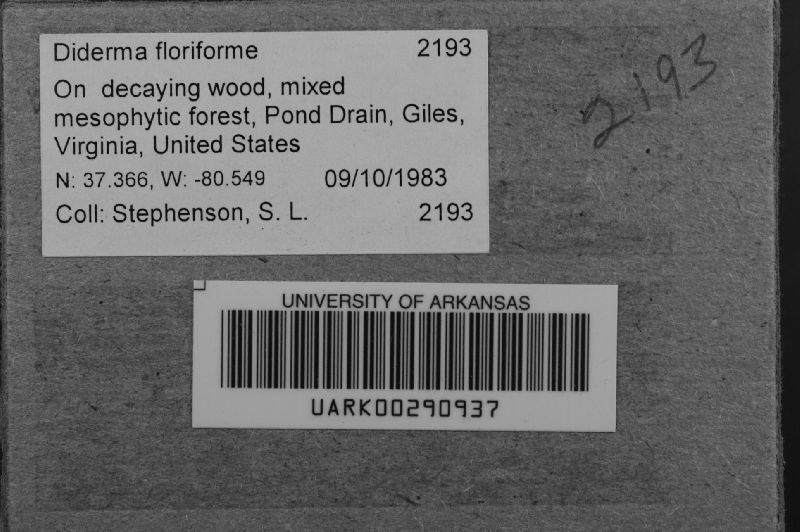 Diderma floriforme image