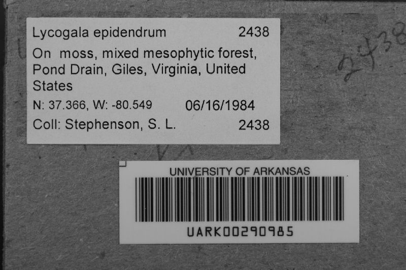 Lycogala epidendrum image