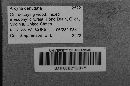 Arcyria denudata image