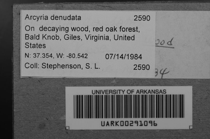 Arcyria denudata image