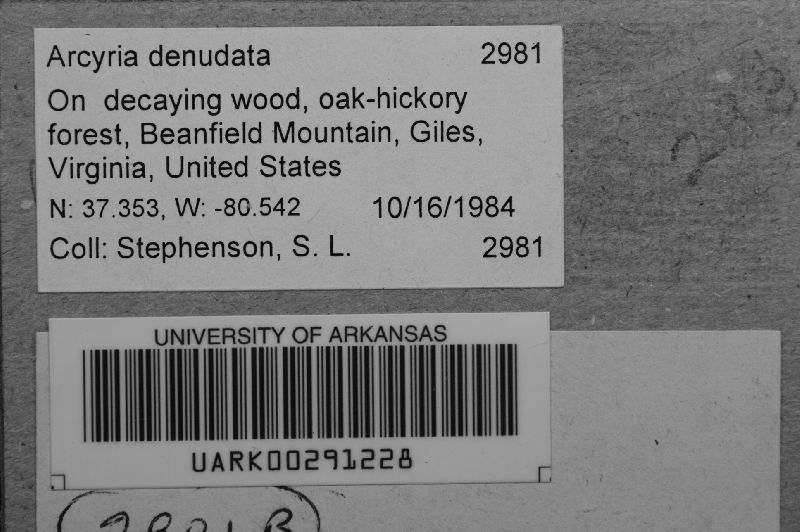 Arcyria denudata image