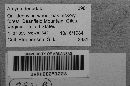Arcyria denudata image