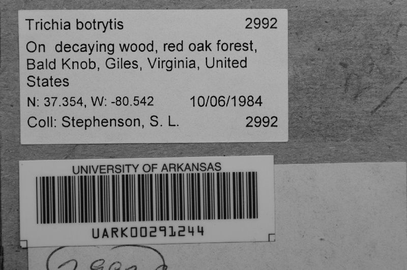 Trichiaceae image