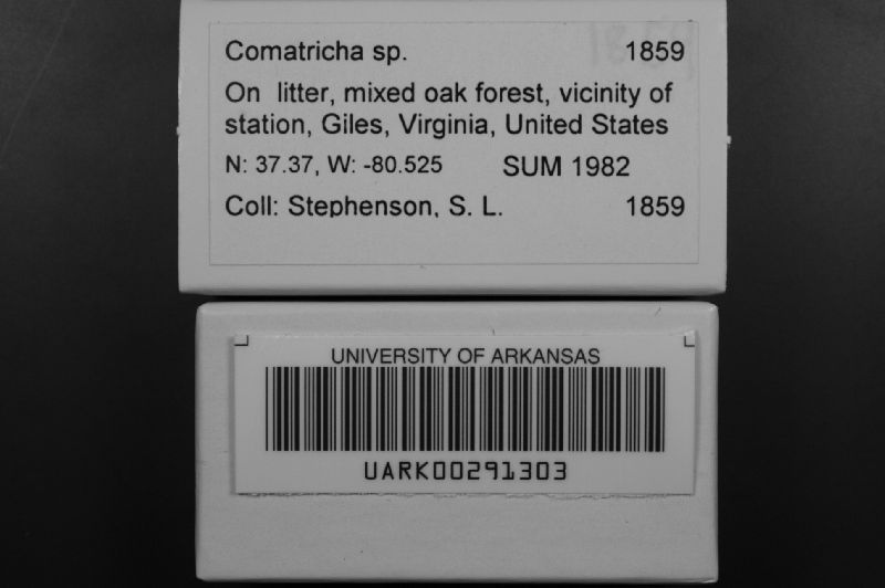 Comatricha image