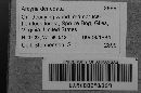 Arcyria denudata image