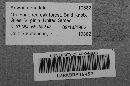 Arcyria denudata image