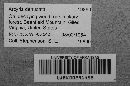 Arcyria denudata image