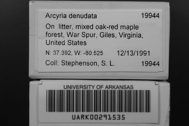 Arcyria denudata image