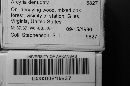 Arcyria denudata image