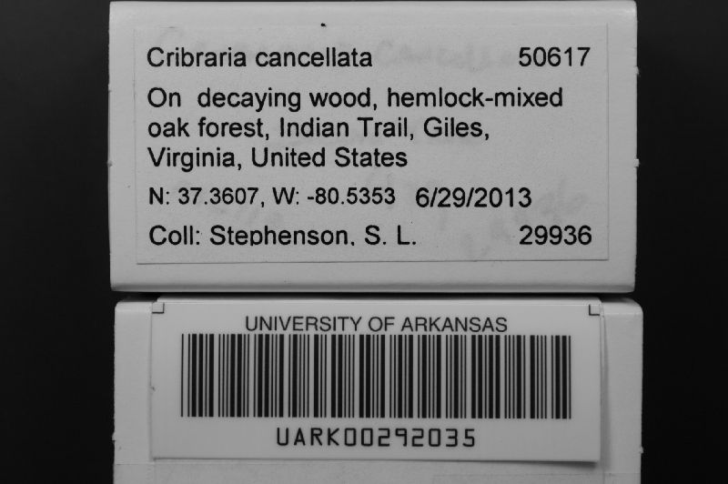 Cribraria cancellata var. cancellata image