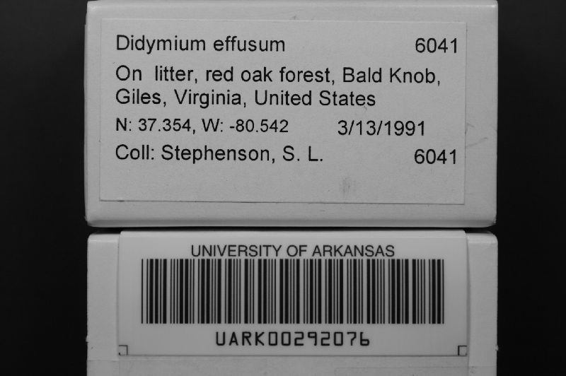 Didymium effusum image