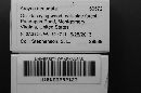 Arcyria denudata image