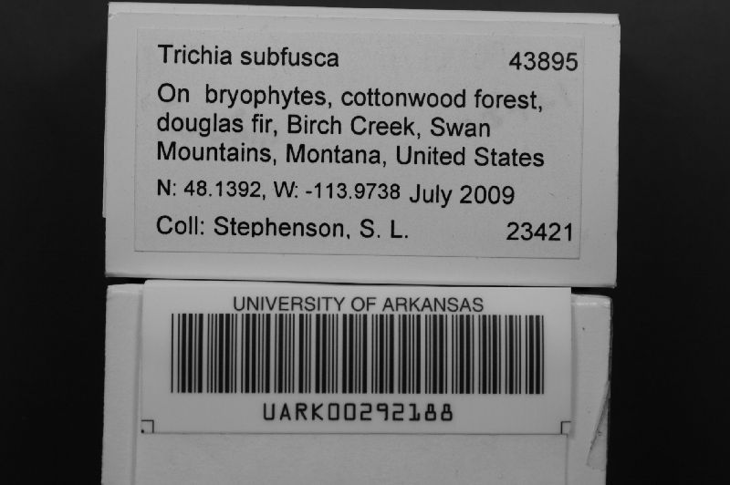 Trichia subfusca image
